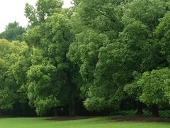 -上海共青森林公园