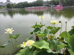 -莲花池公园
