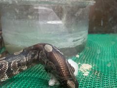 -上海大自然野生昆虫馆