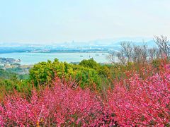 -香雪海
