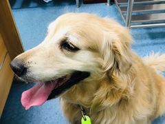 -北京赛佳动物医院