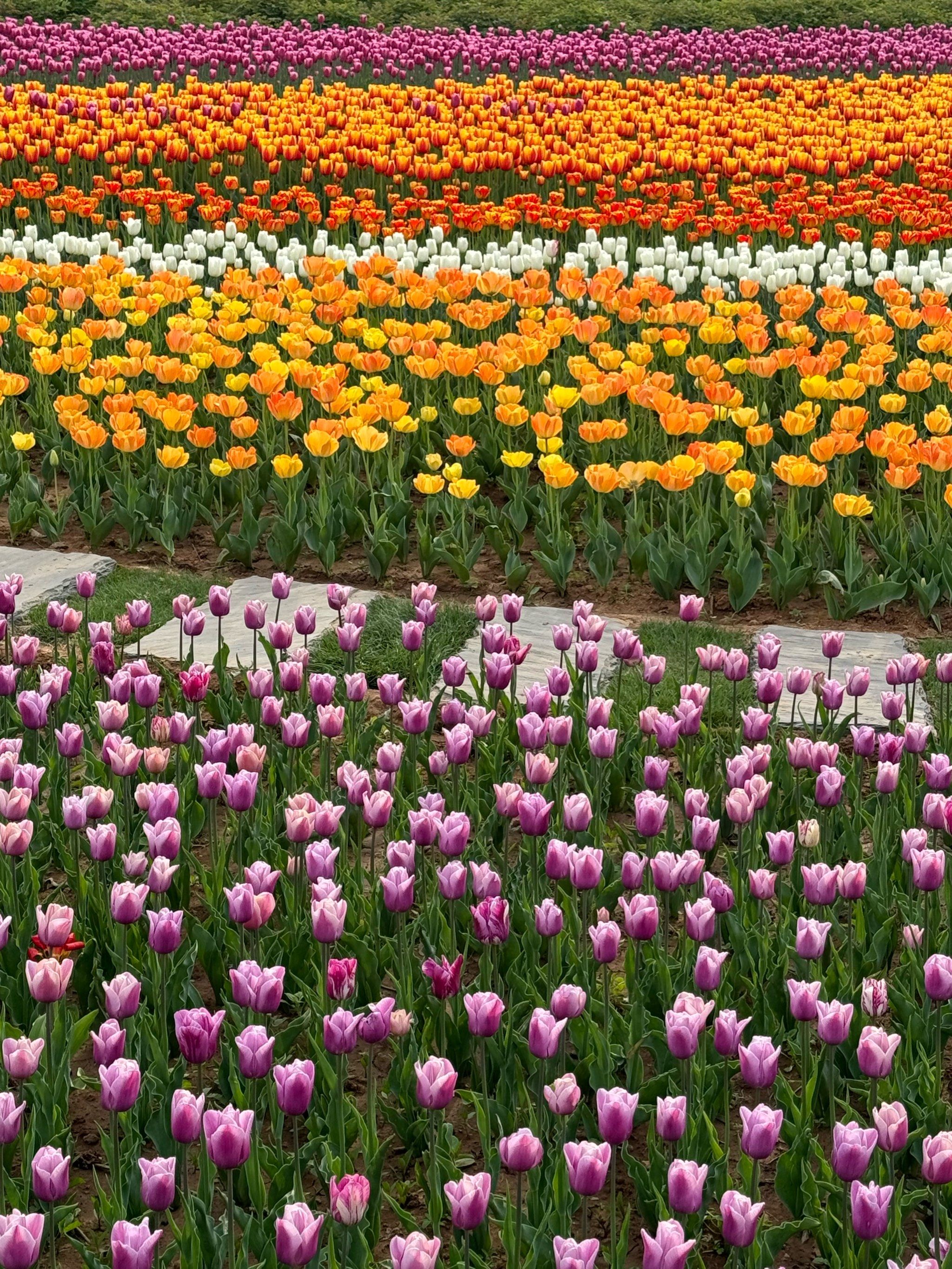 原图直出!洛阳南山牡丹园郁金香花海!