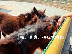 -无锡动物园·太湖欢乐园