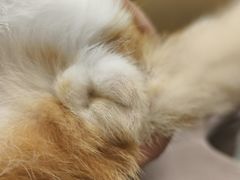 -瑞派康怡24h宠物医院·犬猫医疗中心·微创绝育(瑞景分院)