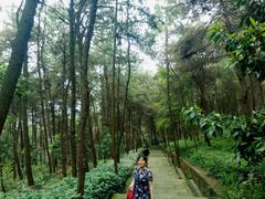 -铁山坪森林公园