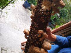 -二荆条·蜀鲜汇城市森林火锅