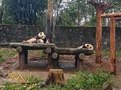 -都江堰中华大熊猫苑