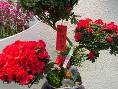 -荷兰花海