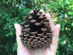 -田心森林公园