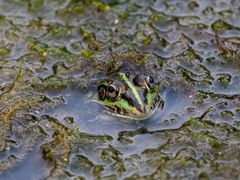 -黑龙江省森林植物园