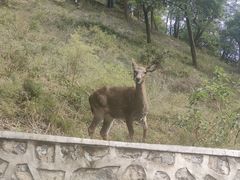 -大连森林动物园