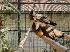 -瑞丽独树成林风景区