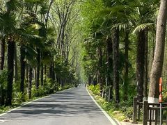 -合肥滨湖国家森林公园