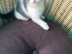 -喵zoo家庭繁育猫舍(尖东智能花园店)