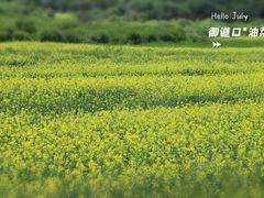 -御道口草原森林风景区