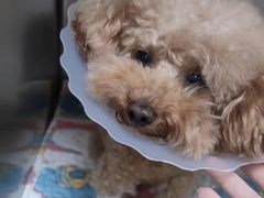 -美联众合动物医院·24h京西诊疗中心