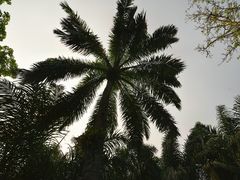 -西双版纳傣族园