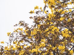 -洲头咀公园