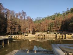 -深圳仙湖植物园