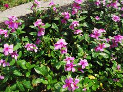 -鼓浪屿钢琴博物馆