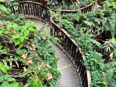-正佳雨林生态植物园