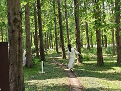 -黄海国家森林公园