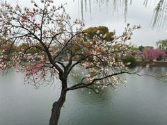 -无锡蠡湖国家湿地公园-蠡园