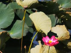 -长春市南湖公园