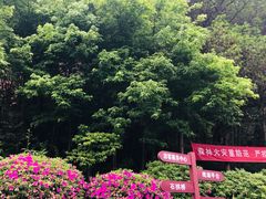 -桃花岭景区