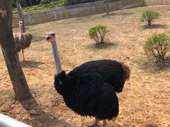 -大青山野生动物园