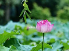 -花开海上生态园