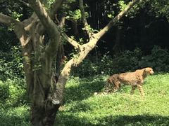 -广州长隆野生动物世界