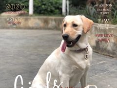 -帕帕拉兹宠物(亚洲旗舰店)