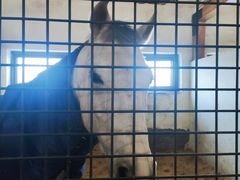 -北京群众马术培训基地