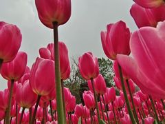 -上海鲜花港