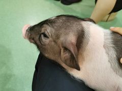 -藦茜花园宠物主题亲子互动体验馆(国顺东路店)