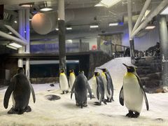 -悉尼海洋生物水族馆