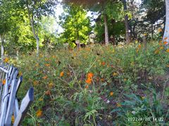 -北京西山国家森林公园