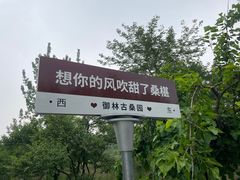 -御林古桑园