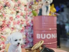 -百好乐宠物友好餐厅(朝外大街店)