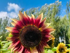 -长白岛森林公园