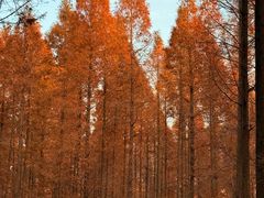 -黄海国家森林公园