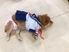 -逗柴咖啡屋·狗咖猫咖宠物桌游