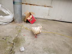 -小鱼草莓采摘园农家乐·小鱼餐厅