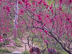 -桃花涧