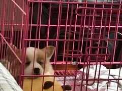 -翊宠yipet猫狗购宠庄园犬舍•猫舍