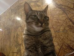 -more than meow吴止猫主题餐厅(承德 中船汇店)