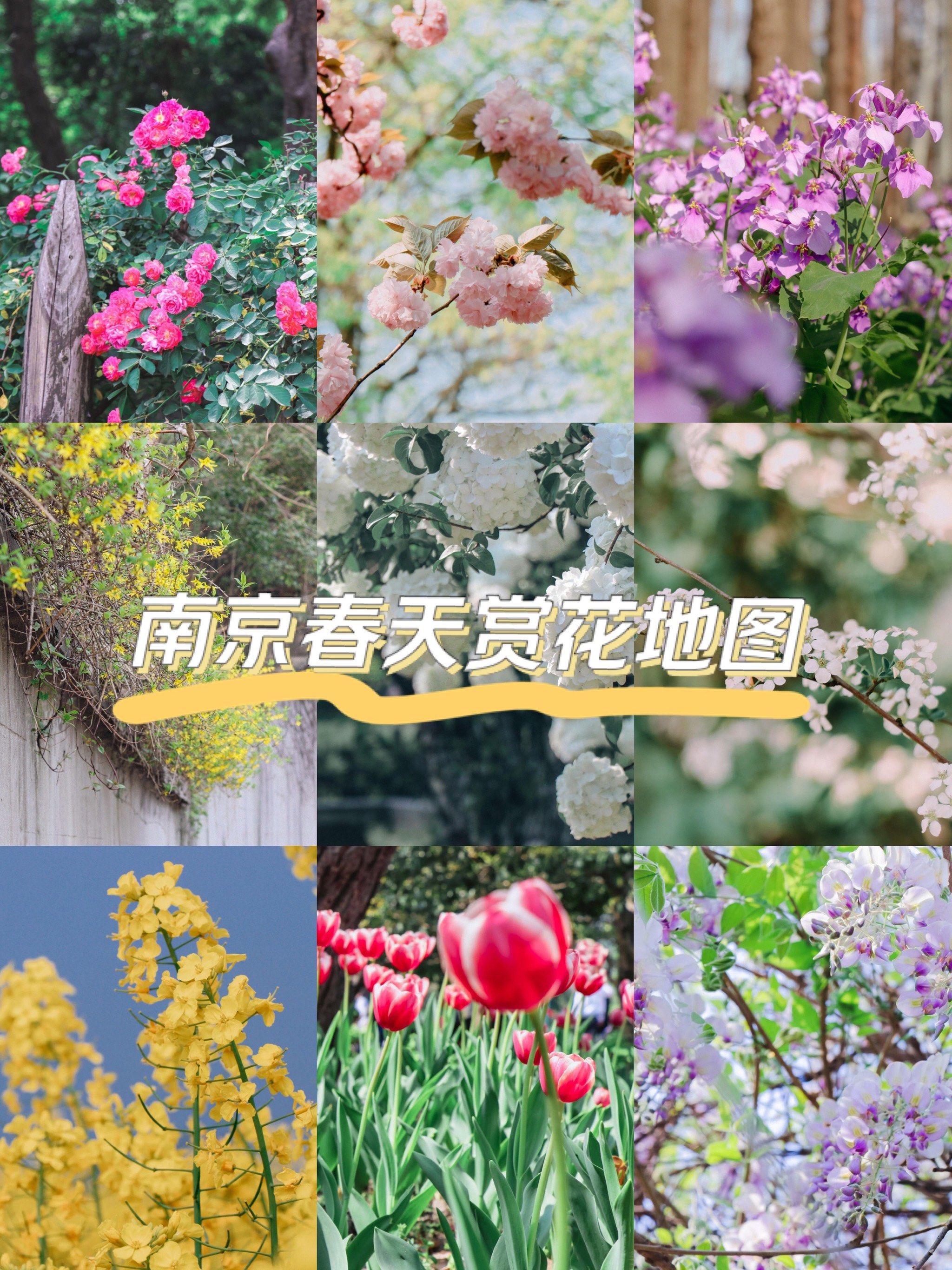 南京春天赏花地图,樱花蔷薇花绣球花百花开