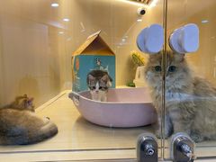 -momokira米努特·德文卷毛猫·棉花面纱犬