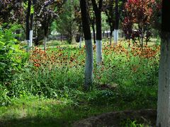 -永定河休闲森林公园